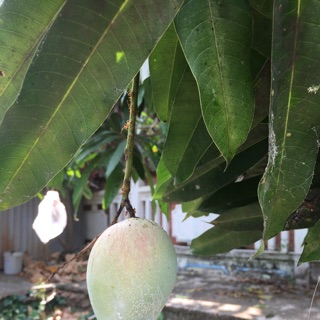 Lá xoài tươi _khô