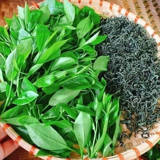 Trà Xanh Tây Bắc, Chè Khô Lai Châu Đặc Biệt 5 gói 1000g HTX Trà xanh Tây Bắc Trà KIM TUYÊN LOẠI 1 Hương Vị Của Núi Rừng