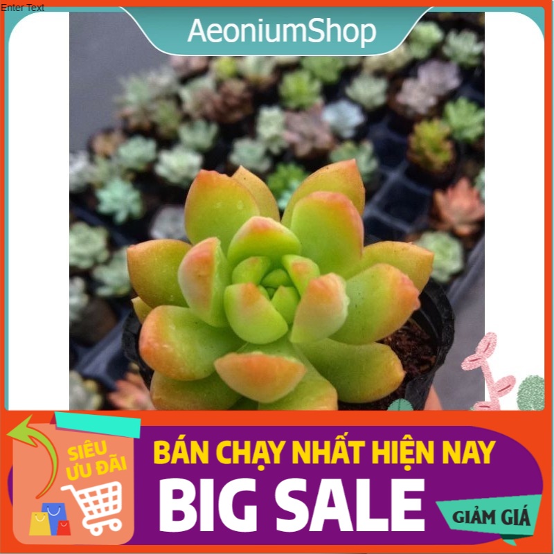 MỘT CHIẾC SEN ĐÁ ORANGE CHO CUỘC ĐỜI BẠN THÊM MÀU SẮC  size mini 8x8 cm thuần khí hậu sức sống cao đẹp như chủ shop