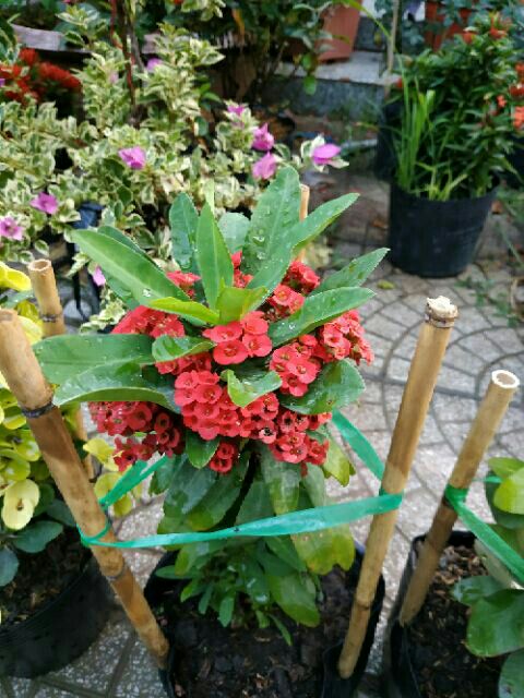 Cây xương rồng bát tiên