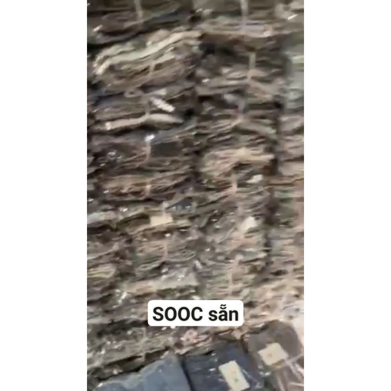 Combo Sooc bò chốt trên live🌟