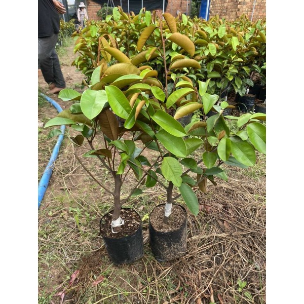 Vú Sữa Bơ Hồng.trái 500g