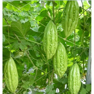 Hạt giống mướp đắng - Khổ qua mỡ ta - 10 hạt/gói