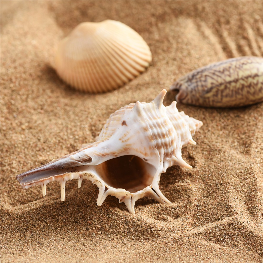 1 Hộp Bọt Biển Tự Nhiên Hình Vỏ Sò / Sao Biển Dùng Trang Trí Nhà Cửa