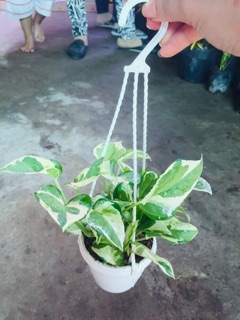 TRẦU BÀ CẨM THẠCH MINI