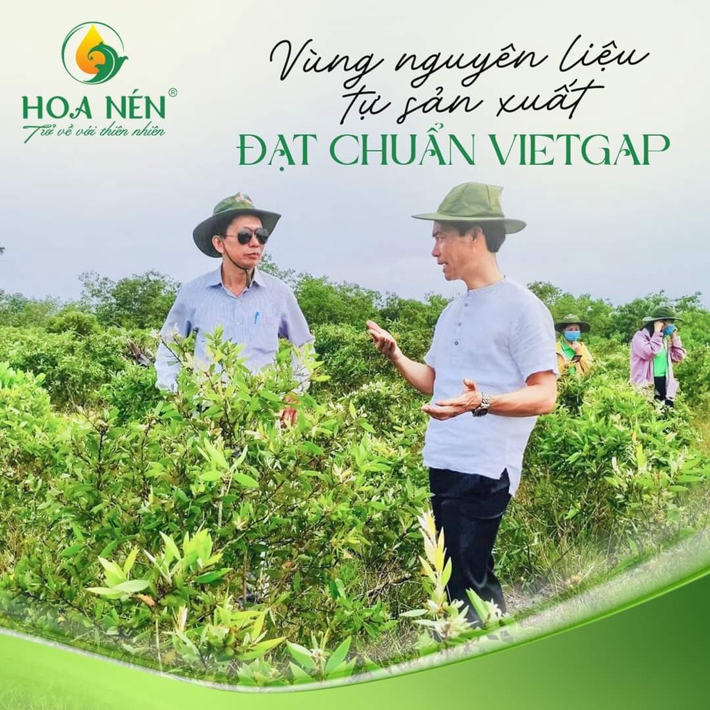 Tinh dầu tràm nguyên chất Hoa Nén - Dòng sản phẩm cao cấp 10ml/25ml/50ml - Đạt tiêu chuẩn VIETGAP