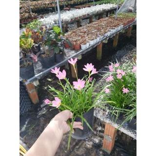 Cây huệ mưa màu hồng bông nhỏ (Ngải nàng mơn, Tóc tiên)