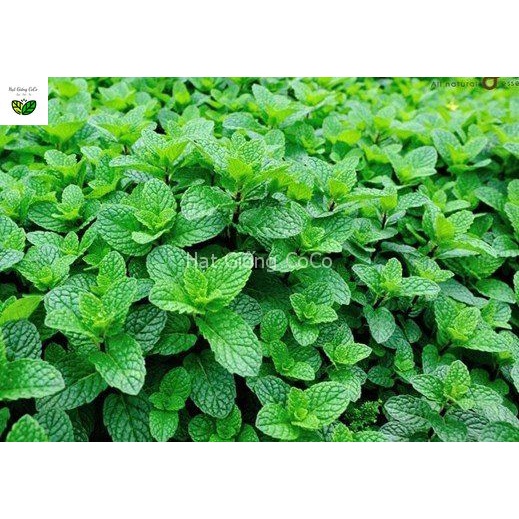Hạt Giống Húng Bạc Hà Âu - Húng Lủi Âu Gói 100 Hạt