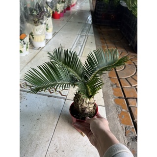 Cây thiên tuế để bàn