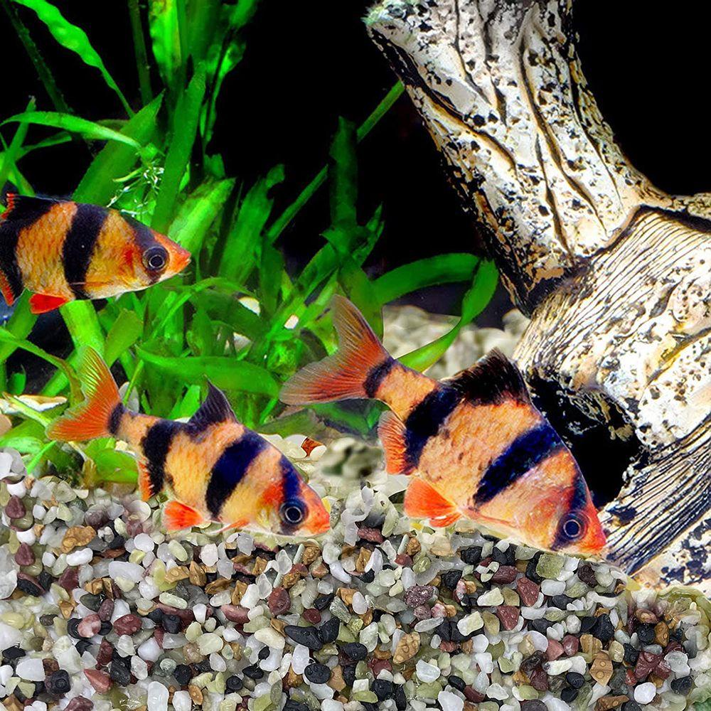 NARCISSUS 100G Gravel Chip Aquarium Succulent Pebble Garden Fish Tank Bonsai 2-15MM Decoration