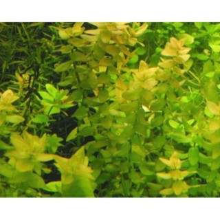 Cây thủy sinh Lệ Nhi (Hậu cảnh)