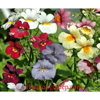 Hạt Giống Hoa Nemesia