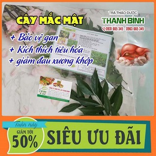 Cây Mắc Mật Tươi 500g Hàng New 100% - Đông Y Thanh Bình
