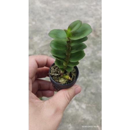 Giả Hạc Lá Mít hàng chọn đẹp hoa sổ xố