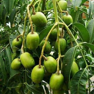 Cóc thái lùn siêu trái