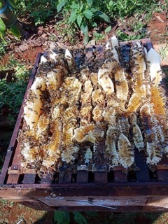 Mật ong hoa cà phê Đak Lak 1 lít