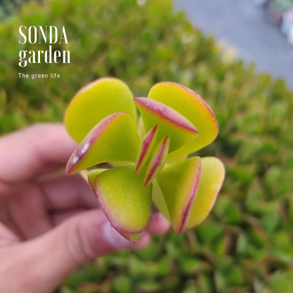 Sen đá thạch bích SONDA GARDEN size mini 2.5-4cm, xuất xứ Đà Lạt, khoẻ đẹp, lỗi 1 đổi 1