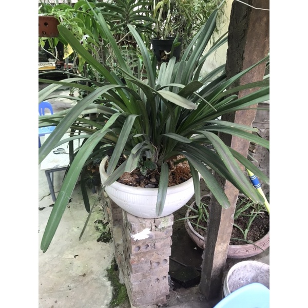 Hoa lan kiếm tiên vũ