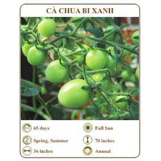 Hạt giống Cà chua bi xanh - THE XANH