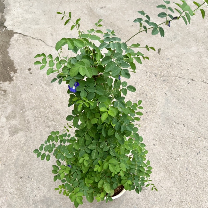 Chậu cây hoa đậu biếc cao 45-55cm, cây hoa leo giàn, ban công tạo bóng mát, trồng trang trí sân vườn