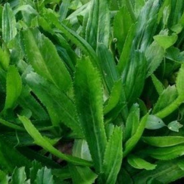 chậu rau ngò gai.