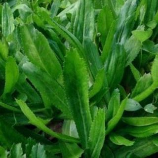 chậu rau ngò gai.