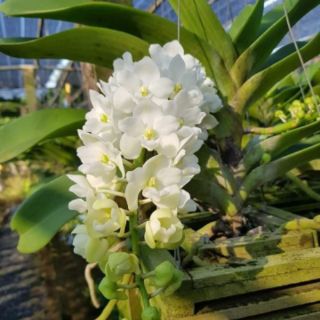 Ngọc điểm lá mít giống
