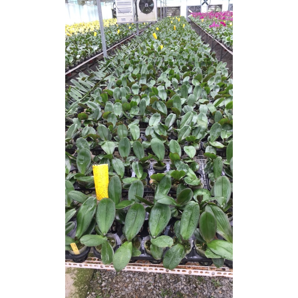 3 cây chưa ngồng hoa cốc 3.5