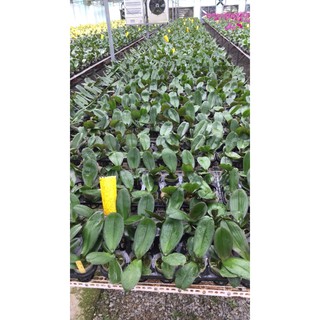 3 cây chưa ngồng hoa cốc 3.5