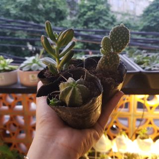 Cây lưỡi hổ thái - TẶNG KÈM PHÂN BÓN