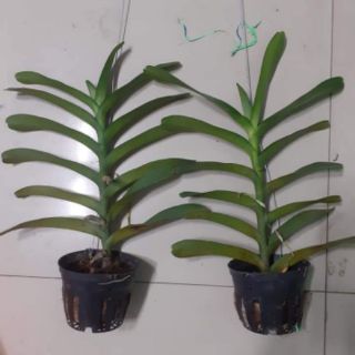 Hoa lan Denro Renred đỏ