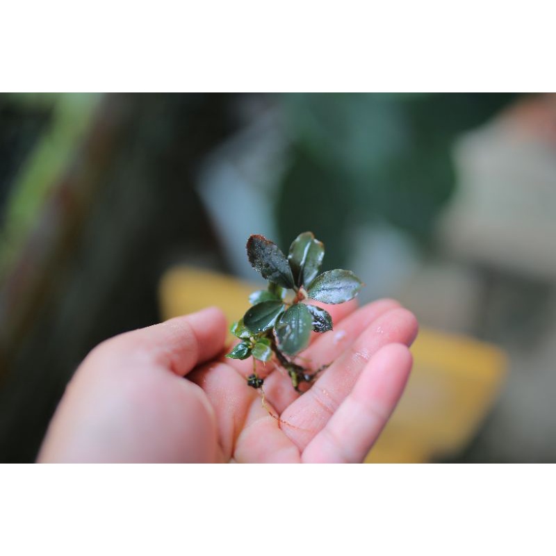 Bucep | hàng ngọn | lá cạn | lá mini
