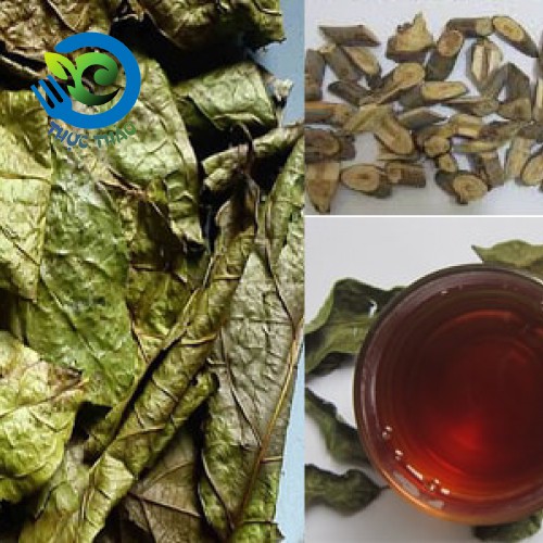 Cây xạ đen Hòa Bình sấy khô thanh nhiệt