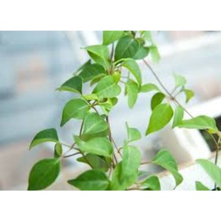HẠT GIỐNG LÁ GIANG RD 371 gói 5 hạt