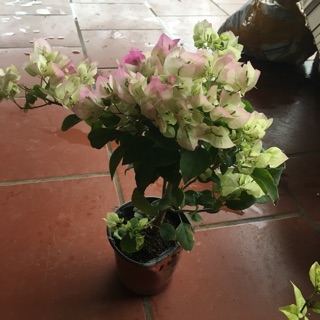 Xả cây hoa giấy trong bầu đất