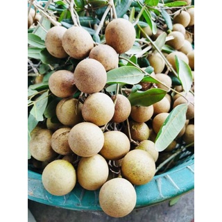 Nhãn xuồng Bến Tre