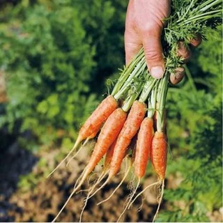 40 Hạt giống Cà Rốt Mini Hạt giống củ cà rốt mini [CHẤT LƯỢNG]