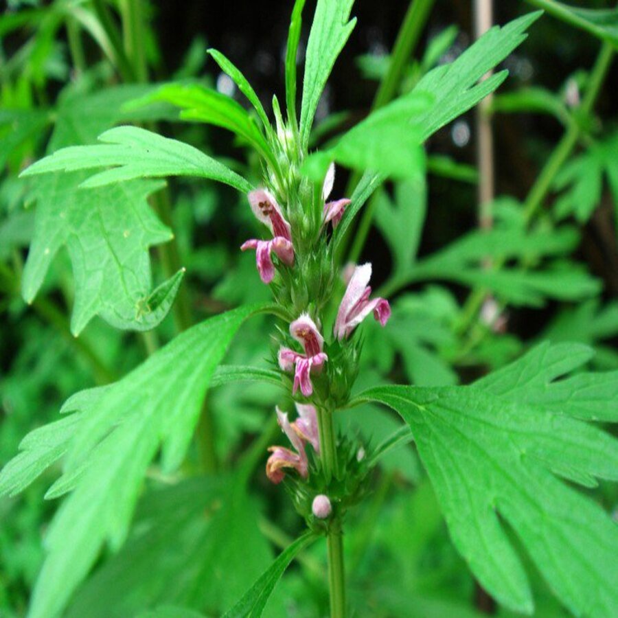 Cây Ích Mẫu khô 1/2KG - Tốt Cho Phụ Nữ