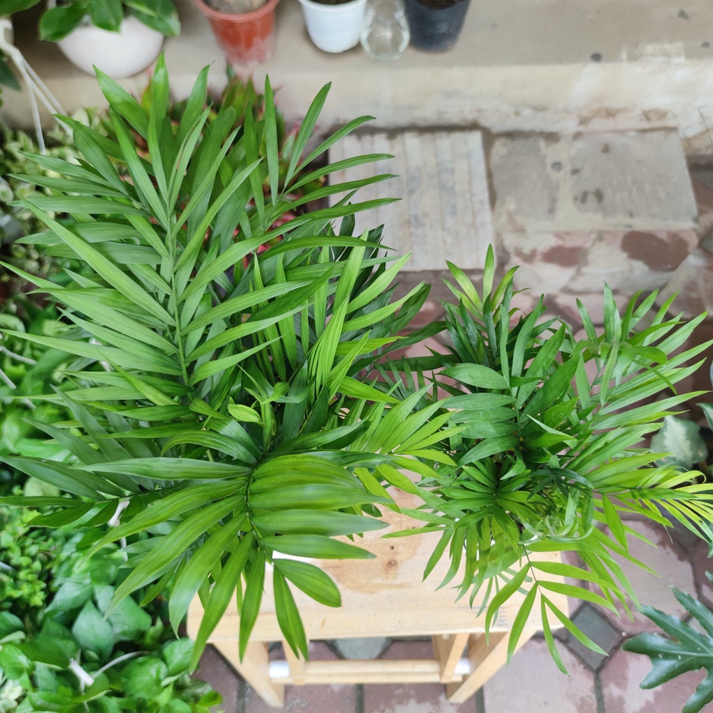 Cây cau tiểu châm kèm chậu sứ ,cây lọc không khí hút mùi phong thủy nội thất cao 30-45cm