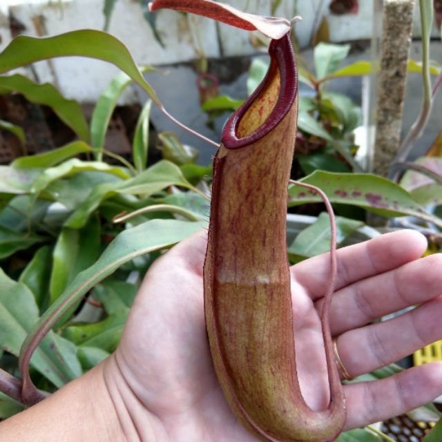 Cây nắp ấm mirabilis x kampotiana clone vàng