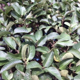 Combo ổi nữ hoàng , sung Mỹ