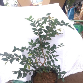 Nho thân gỗ tứ quý chuẩn giống