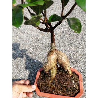 CÂY SI GHÉP ĐỂ BÀN