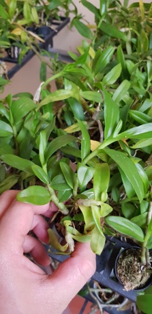 Dã hạc lưỡi bệt cánh ám trắng