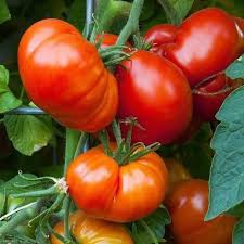 30 hạt giống cà chua khổng lồ 1,2 kg năng suất quả to
