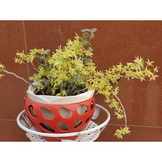 Hoa lan thạch hộc tía 200gram 99k