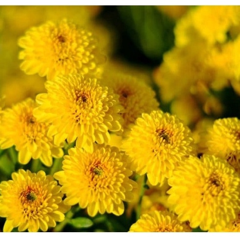 GÓI 20 HẠT GIỐNG HOA CÚC MINI VÀNG ( tặng kèm thuốc kích mầm ra rễ)