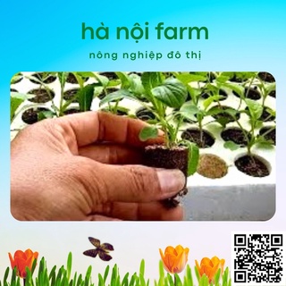 Khay ươm hạt 84 lỗ bằng xốp