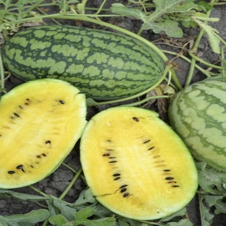 Dưa Hấu Ruột Vàng (tặng kèm phân bón)