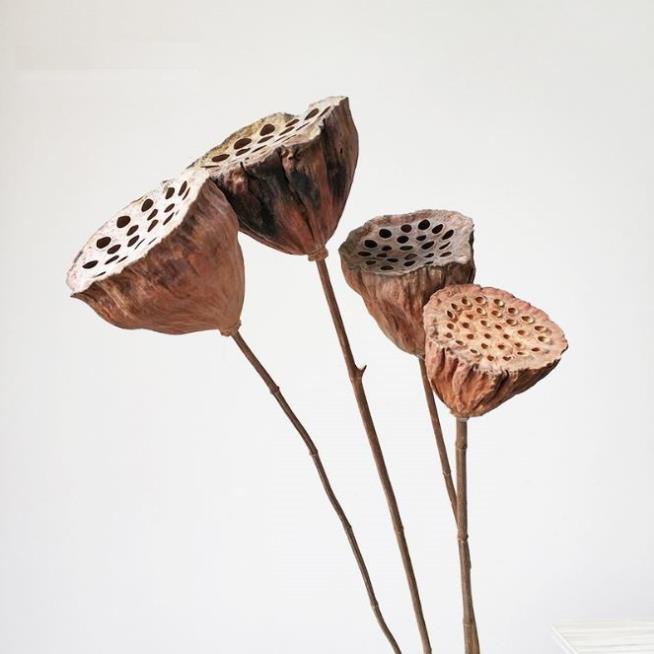 Đài Hoa Sen Khô Tự Nhiên Trang Trí Decor